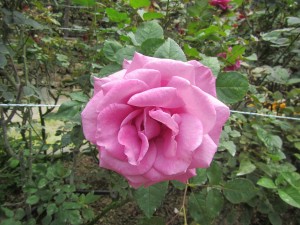 Cameron Highlands-079